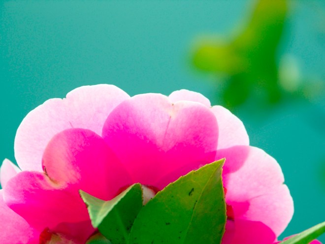 Diamonds last forever but a blossom is beautiful too