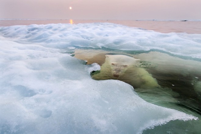 The Ice Bear - 2013-11-26_234548_nature.jpg