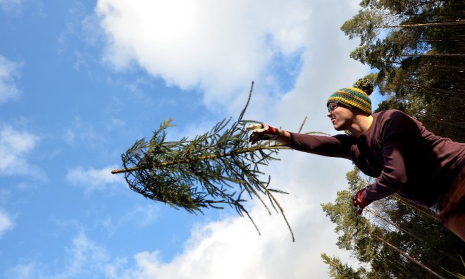 Christmas Tree Throwing World Championships