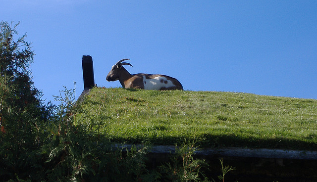 58164404_1571ea9e6b_z