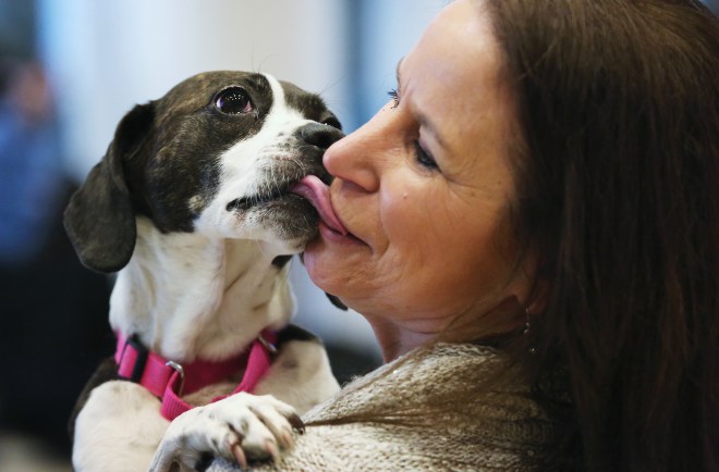 Westminster Kennel Club Hosts Masters Agility Championship