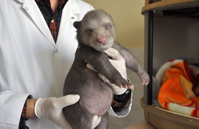 Almost frozen bear cub under protection