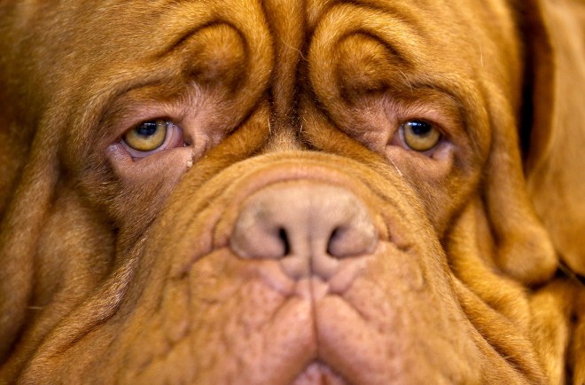 Dogs And Owners Gather For 2014 Crufts Dog Show