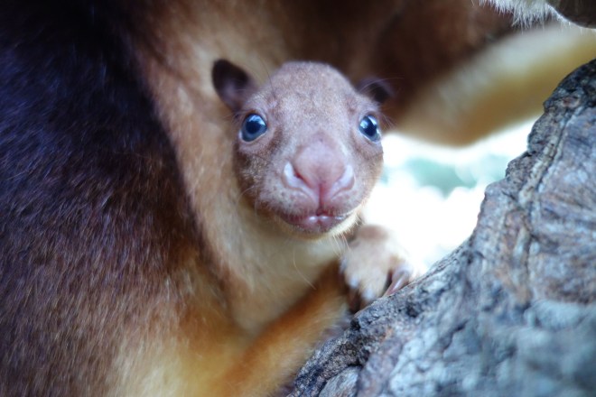 Taronga Zoo Welcomes Baby Tree Kangaroo