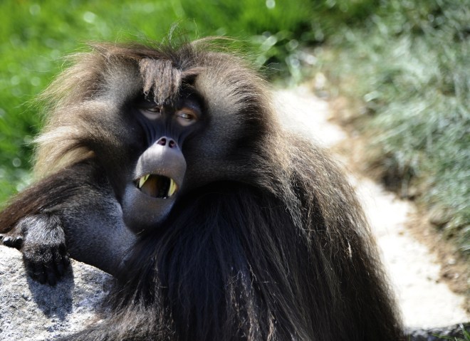 FRANCE-ZOO-ANIMAL-GELADA BABOON
