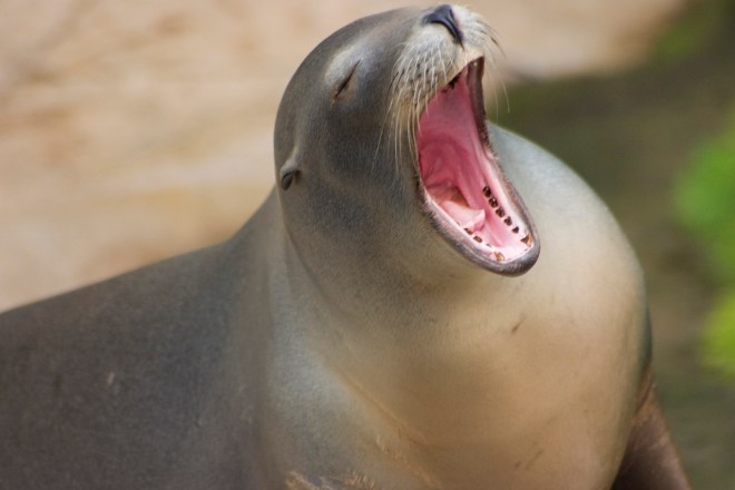 Zeeleeuw_(3843645766)