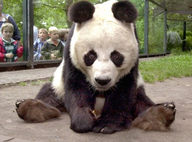 GERMANY-ZOO-PANDA