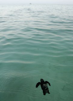 Israeli Ecologists Struggle To Protect Mediterranean?s Turtles