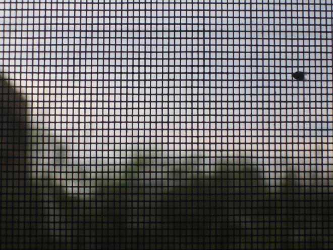 2410771182_33507e1383_b