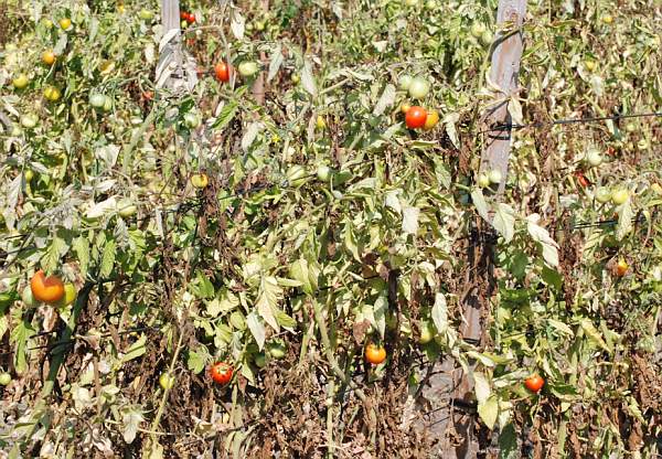 3985007668_8ba00535f8_o