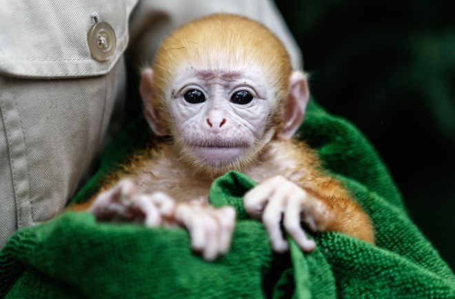 Bali Zoo Welcomes Newborn Javan Langur