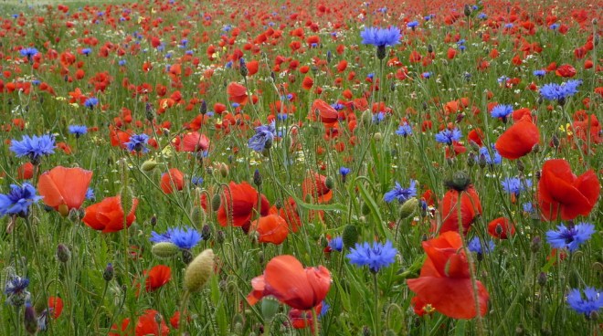 6220041571_d1b8b8c485_o