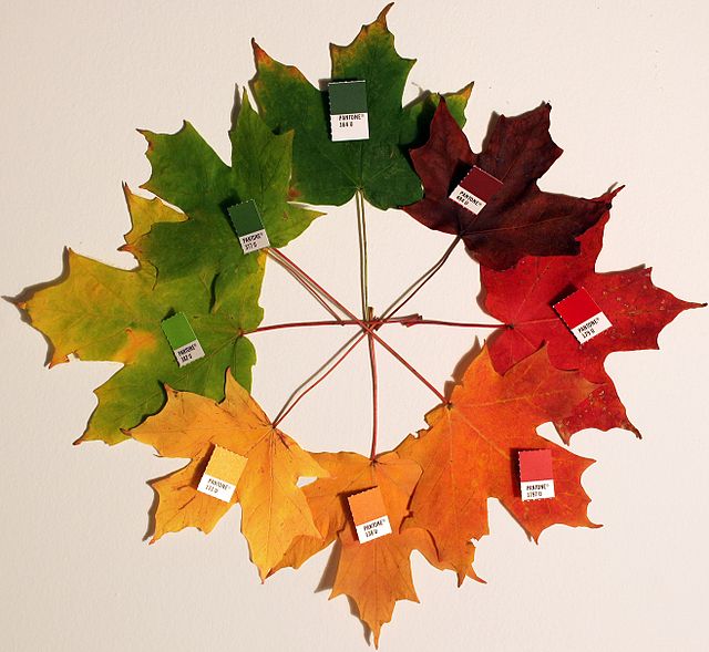 640px-Autumn_leaves_(pantone)_crop
