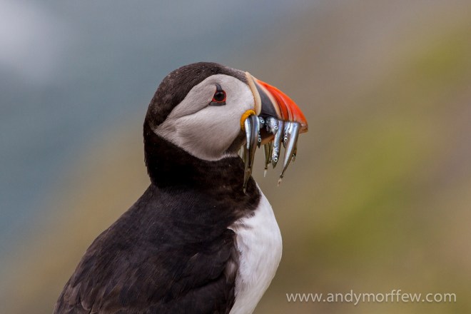 Puffin