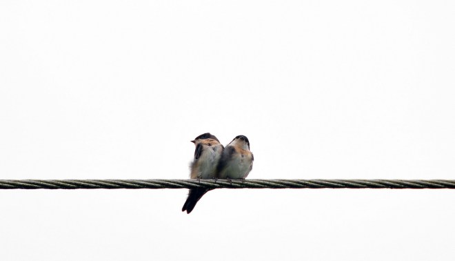 3776489247_60f86e0d2e_b