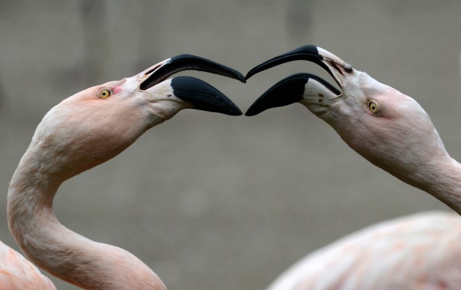 CZECH-ANIMAL-FLAMINGO