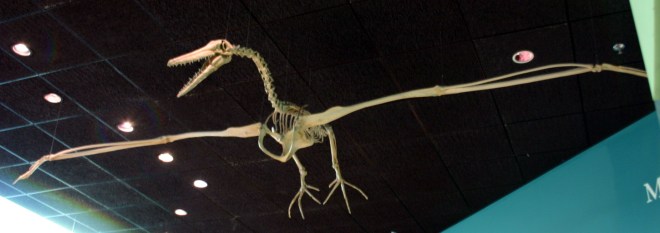 Pelagornis_miocaenus