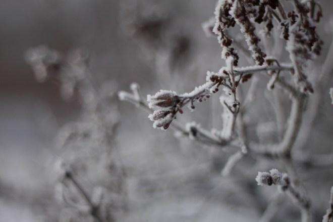 11628223576_21f64aa008_k