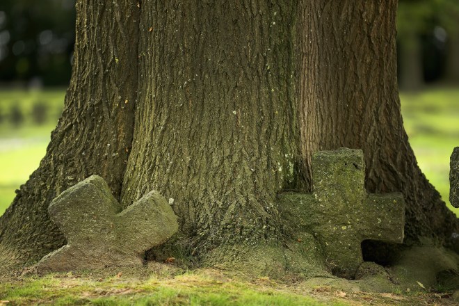 Flanders Fields 100 Years Since The Great War