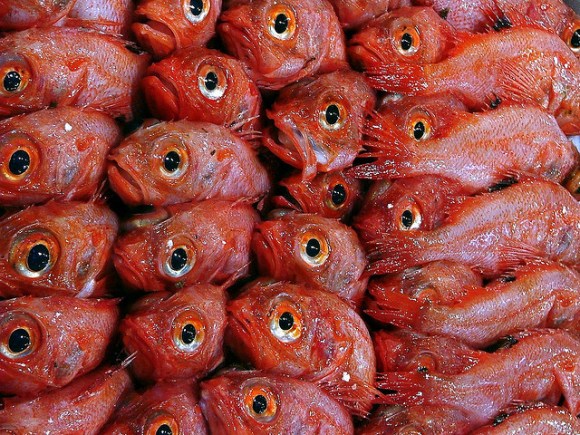 6534584_4ff6a1099f_z