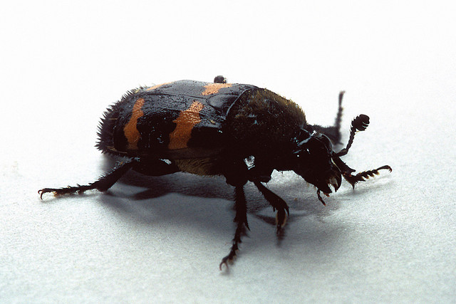 dish_carrionbeetle