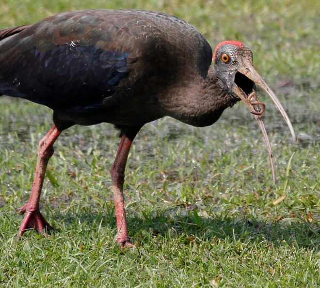 Birds Near Raisana Hills