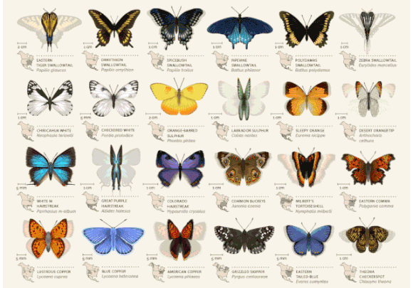 dish_butterfliesgif2