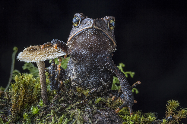 Cuchumatan Golden Toad
