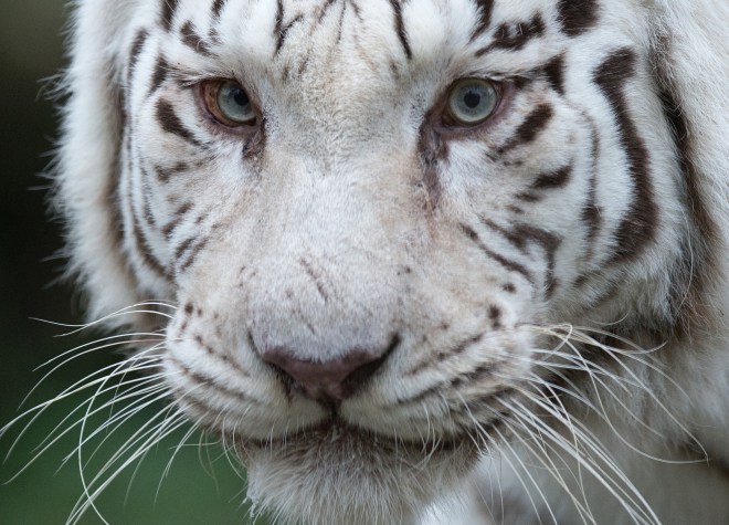 SLOVAKIA-ZOO-ANIMALS-WHITE TIGER