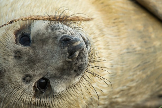 Seal Pup Season Continues At Donna Nook Reserve