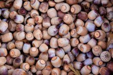 acorns-side