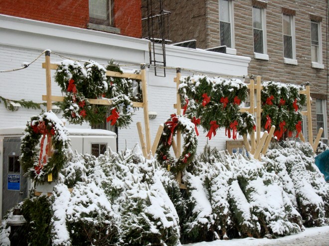 dish_christmastreesforsale