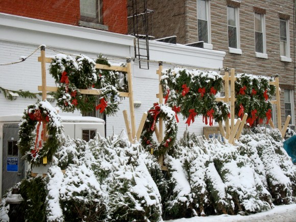 dish_christmastreesforsale