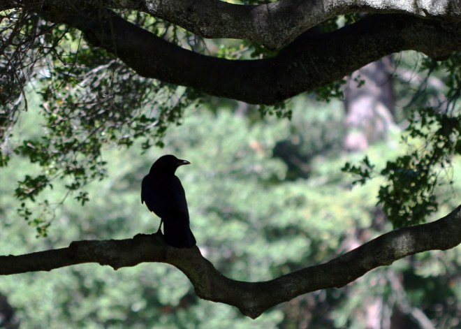 2292571805_82d818e973_b