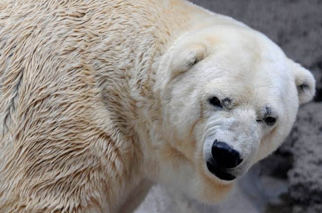 ARGENTINA-CANADA-ANIMALS-POLAR BEAR-ZOO